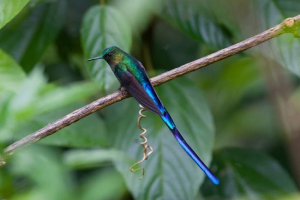 Long-dead sylf: sve o životu južnoameričkog hummingbird Long-dead sylf: sve o životu južnoameričkog hummingbird